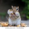 ACORN HEAD - @alishalocklear2 - TikTok