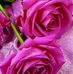 Alisha Raza - Facebook