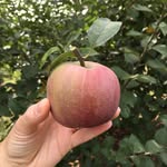 @alishasellsstuff - Instagram