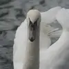 alisonallison54 - @alisonallison54 - TikTok