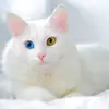 alisonallison830 - @alisonallison830 - TikTok