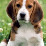 Alison Alston - @darlo0 - Instagram