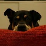 Alison Alston - @snoochygirl - Instagram