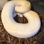 Alison Alston - @hydraexoticss - Instagram