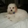 Alison Barrett - @alison.barrett52 - TikTok