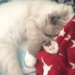 Alison - @alison.bender27 - Instagram