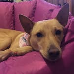Alison Black - @princess_zelda_pup - Instagram