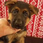 Alison Bowman - @alicat223 - Instagram