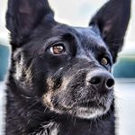 Alison Bridges - @alibridges70 - Instagram