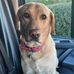 Alison Brookes - Facebook