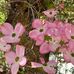 Allison Bryson - Facebook