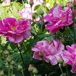 Alison Buckley - @alison.buckley.376 - Instagram