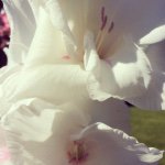Allison Buehler - @allison_buehler284 - Instagram