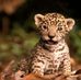 Allison Pech - Facebook