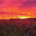 Alison Bulman - @poems_thats_it_just_poems - Instagram