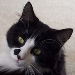 Alison Bunce - @buncesfg - Instagram