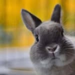 Alison (Bunny) - @alison.bunny - Instagram
