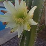 Alison Busch - @azchgobearfan - Instagram