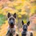 Allison Caley - Facebook