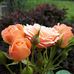 Alison Caputo - Facebook
