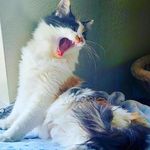 Alison Chalmers - @achalmers65 - Instagram