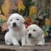 Alison Chang - Facebook