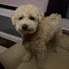 Alison Chen - @alisonchen1969 - TikTok