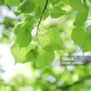Alison Chuang - @alison.chuang - TikTok