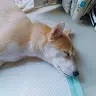 Alison.Linda.Chuqng - @alison.linda.chuang - TikTok