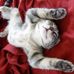 Alison Cone - Facebook