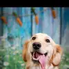 Alison Daugherty - @servicedogmaple - TikTok