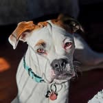 Alison Deane - @venningfam - Instagram