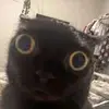 alisondolan93 - @alisondolan93 - TikTok