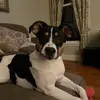 Rescue mom - @alisondonovan93 - TikTok