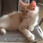 Alison Faison - @enchantedelf101 - Instagram