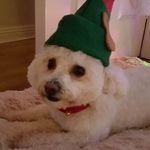 Alison Farrell - @alisonfarrell1342 - Instagram