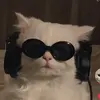 Allison Feely - @allisonfeely - TikTok
