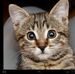 Alison Fielder - Facebook