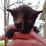 Allison Fielder - @nutcase_family_farm - Instagram