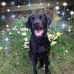 Alison Flack - Facebook