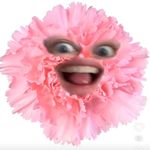 Alison Fleck - @buggymuffintoots - Instagram