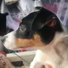 alisonflick - @diesledog2 - TikTok