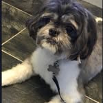 Alison Flint - @alisonf1975 - Instagram