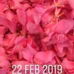 Ambrosial - @alisonallfrey - Instagram