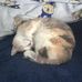 Alison Galbraith - Facebook
