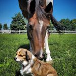 Spring Creek Equestrian CTR. - @alison_grosse - Instagram