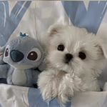 allison guido - @guido_allison - Instagram