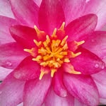 Alison Gurevich - @alison.breathtomotion - Instagram