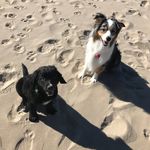 Allison Hanley - @iggy_goose_thewonderpups - Instagram