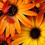 Alison Harding - @alisonhardingphotography - Instagram